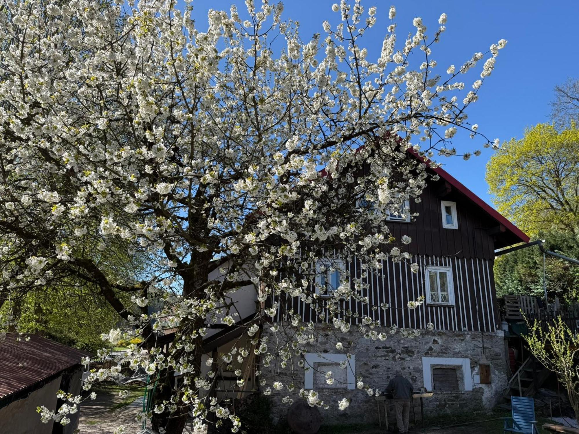 Vila Adélka - útulná chalupa v Krkonoších Horní Maršov Exteriér fotografie
